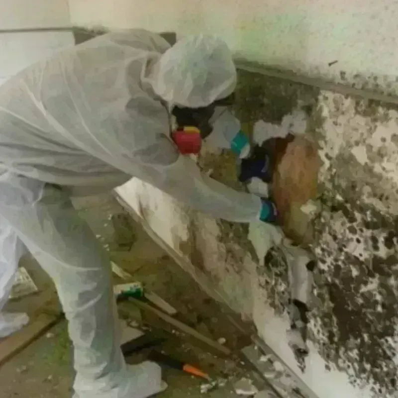 Mold Remediation and Removal in North Crossett, AR